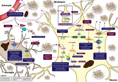 Pharmacotherapy of Alzheimer’s Disease: Seeking Clarity in a Time of Uncertainty